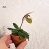 Paphiopedilum Canhii 